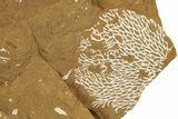 Ordovician Kukersite Oil Shale with Bryozoan Fossils - Russia #369555-1
